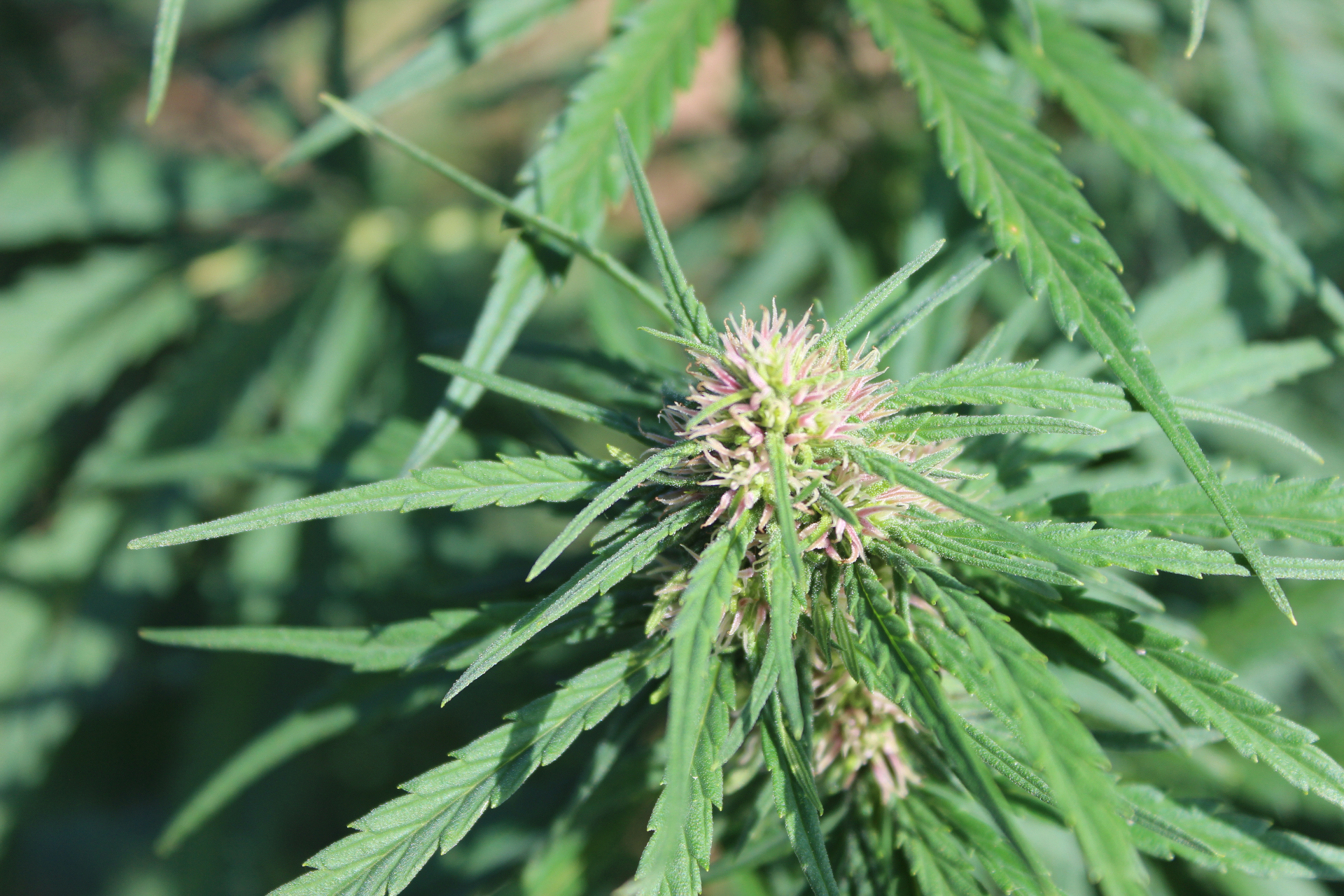 Che cos’è il CBD a spettro completo?
